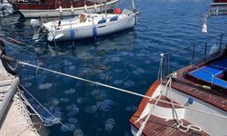 İzmir Körfezi'nde deniz anası yoğunluğu yaşanıyor