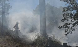 Portekiz'de devam eden orman yangınlarında binlerce hektarlık alan kül oldu