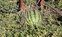 Sıcak havanın "Diyarbakır karpuzu"nu olumsuz etkilemesi bekleniyor