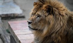 İstanbul'da bacaklarına platin takılan aslan çift türlerini devam ettirebilecek