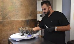 Kerküklü veteriner kurduğu rehabilitasyon merkezinde sokak hayvanlarını tedavi ediyor