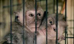 Teknoloji devleri hayvanlara eziyet videoları nedeniyle para cezasıyla karşı karşıya