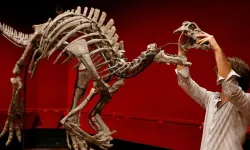 Nadir dinozor 'Barry' Paris'teki müzayedede satışa çıkıyor