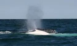 Avustralya'da balinanın tekneye çarpması sonucu bir kişi öldü