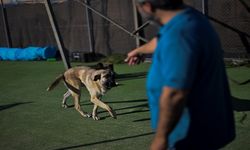 İspanya'da yüz binlercesi terk ediliyor ama sokakta sahipsiz köpek yok