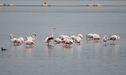 İzmit Körfezi flamingoları ağırlıyor