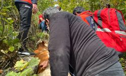 Ardahan'da kayalıklarda mahsur kalan ineği AFAD ekipleri kurtardı