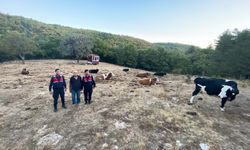 Eskişehir'de kaybolan büyükbaş hayvan sürüsü dronla bulundu