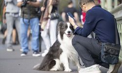 İngiltere'de 1 hafta içinde sahiplenilmeyen köpekler uyutuluyor