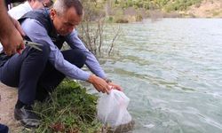 Karabük'te göl ve göletlere 30 bin sazan yavrusu bırakıldı