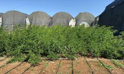 Tekstilde sentetik boyaya alternatif indigo bitkisini Türkiye'de yetiştirdiler