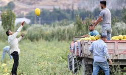 Kırkağaç kavunu "kış sofraları" için depolara kaldırılıyor