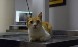 Sahipsiz kedi "Sarmal"ın kırılan bacağı ameliyatla tedavi edildi