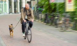 Hollanda'da bir belediye köpek dışkısıyla mücadele için DNA veri tabanı kuruyor