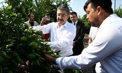 Osmaniye'de erkenci mandalinanın hasadı başladı
