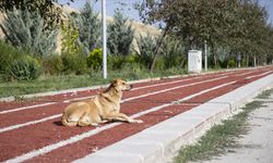 Ankara'nın Gölbaşı ilçesi sakinleri saldırgan sahipsiz köpekler için çözüm bekliyor