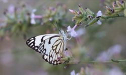 "Beyaz öncü" kelebeği Siirt'te 7 yıl sonra yeniden görüntülendi