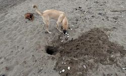 Sahipsiz köpekler sahillerde caretta caretta yavruları için de tehlike oluşturuyor