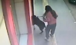 Bilecik'te sahipli köpeğin, 7 yaşındaki çocuğa saldırı anı güvenlik kamerasında