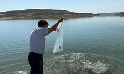 Atatürk Barajı'na 7 milyon 181 bin balık yavrusu bırakıldı