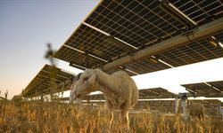 Avrupa'nın en büyük güneş enerji santrali küçükbaş için otlatmaya açıldı