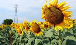 Edirne'de yerli tohumdan üretilen ayçiçeğinin hasadı yapıldı