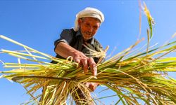 Diyarbakır'da tescilli Karacadağ pirincinde hasat sezonu başladı