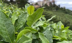 Bakan Yumaklı, çay üreticilerine alım ödemelerinin yarın yapılacağını bildirdi