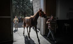 Paha biçilemeyen atlar bu hastanede tedavi ediliyor