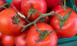 Türkiye'nin 9 aylık domates ihracatı 2022’yi geçti