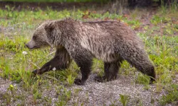 Kanada'nın Banff Ulusal Parkı'nda Grizzli ayı saldırısı: 2 kişi hayatını kaybetti