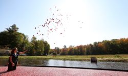 Kanada’nın Muskoka kentinde kızılcık hasadı başladı