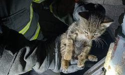 Karabük'te apartman boşluğunda mahsur kalan kedi yavrusu kurtarıldı