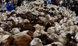 Madrid'de koyunlar şehre indi