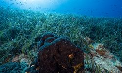 İstilacı türler, Ege'nin deniz çayırlarının azalmasına neden oluyor