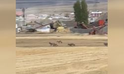 Kars'ta kurt sürüsü yerleşim yerine indi
