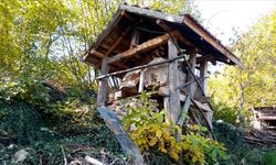 Kastamonu'da aç kalan ayılar arı kovanlarına zarar verdi