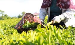 Çay üreticilerine 1 milyar 763 milyon liralık destek ödemesi yarın yapılacak