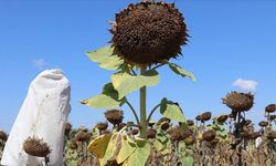Trakya'daki yağlık ayçiçeği üreticilerine destek tutarı yükseltildi