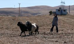 Şehirden köyüne dönen kadın mühendis, devlet desteğiyle besici oldu