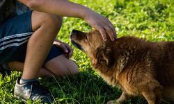 Almanya'da belediyeler geçen yıl köpek vergisinden rekor gelir elde etti