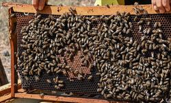 Yaban arılarının azalması büyük tehlike yaratabilir