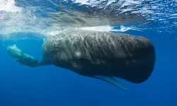 Dominika, dünyanın ilk sperm balinası rezervini oluşturacağını açıkladı