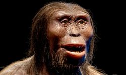 Tarihte Bugün: "Lucy" insan fosili bulundu
