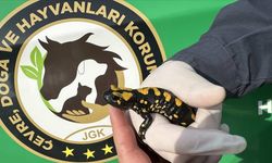 Kahramanmaraş'ta nesli tehdit altında olan "sarı benekli semender" görüldü
