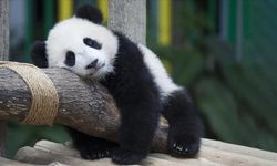 Çin Devlet Başkanı Şi'den ABD'ye "dostluk elçisi" panda