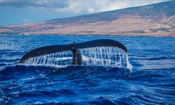 Mavi balinalar, yıllar sonra Hint Okyanusu'nun bir bölümünü tekrar yuva ediniyor