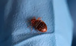 Fransa'da tahtakuru dolandırıcılığı iddiasıyla iki kişi tutuklandı