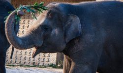 Berlin hayvanat bahçesi sakinleri, Noel ağaçlarıyla ziyafet çekti