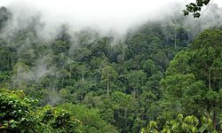 Amazon Havzası'ndaki yasa dışı faaliyetler ormansızlaşmayı artırıyor